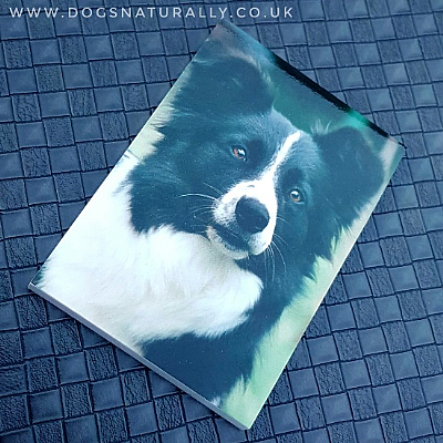 Border Collie Magnetic Note Pad Standard